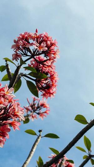 seo站长工具怎么用截图3