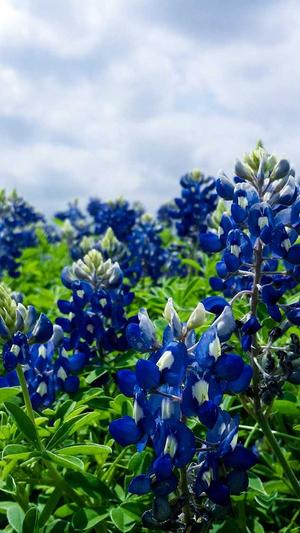 局域网站建设截图1