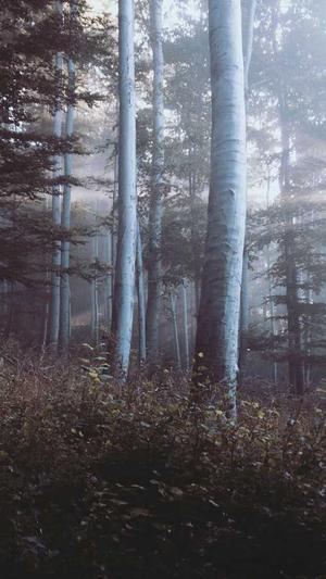 网站seo诊断工具截图4