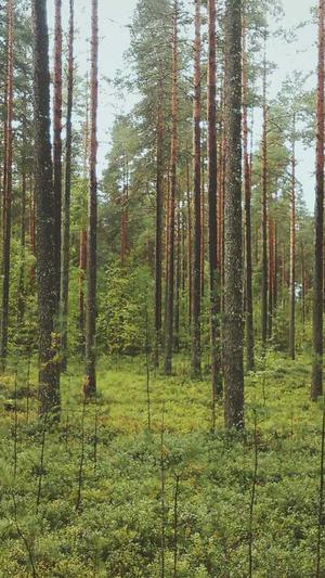 seo综合查询工具网站截图4