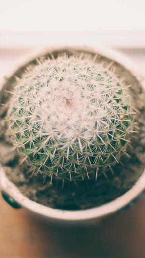 蜘蛛池 做法徽ahua seσ截图4