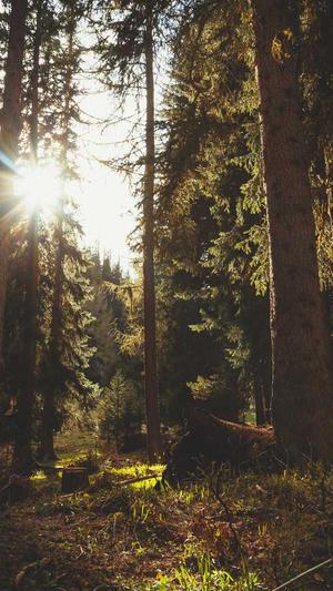 网站seo诊断工具截图1