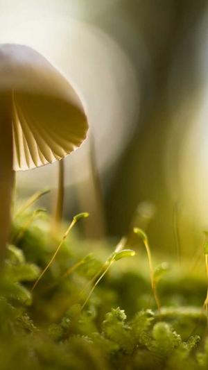 寄生泛目录站群截图2