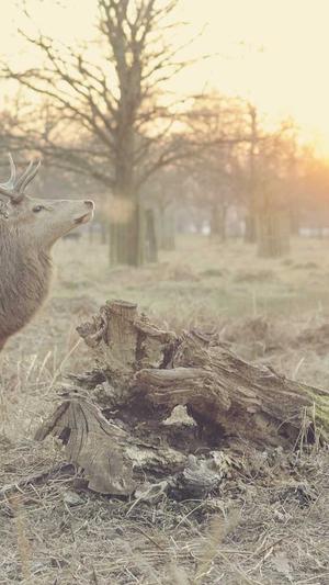 北京网站建设专业公司截图5