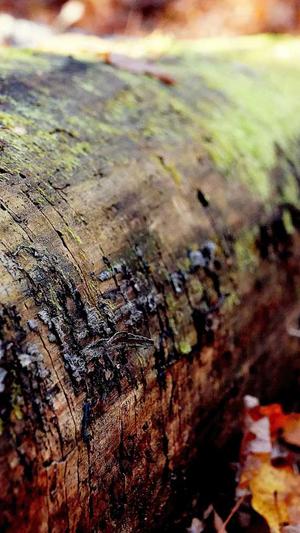 网站建设论坛截图4